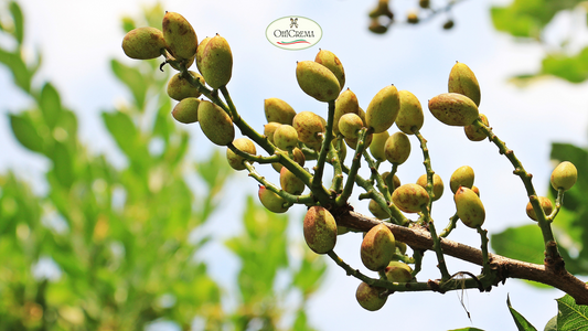 The Health Perks of Italian Pistachios: Why American Foodies Are Obsessed